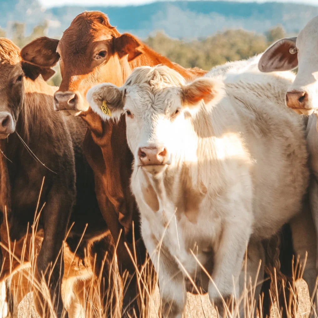illus-vaches-1@2x
