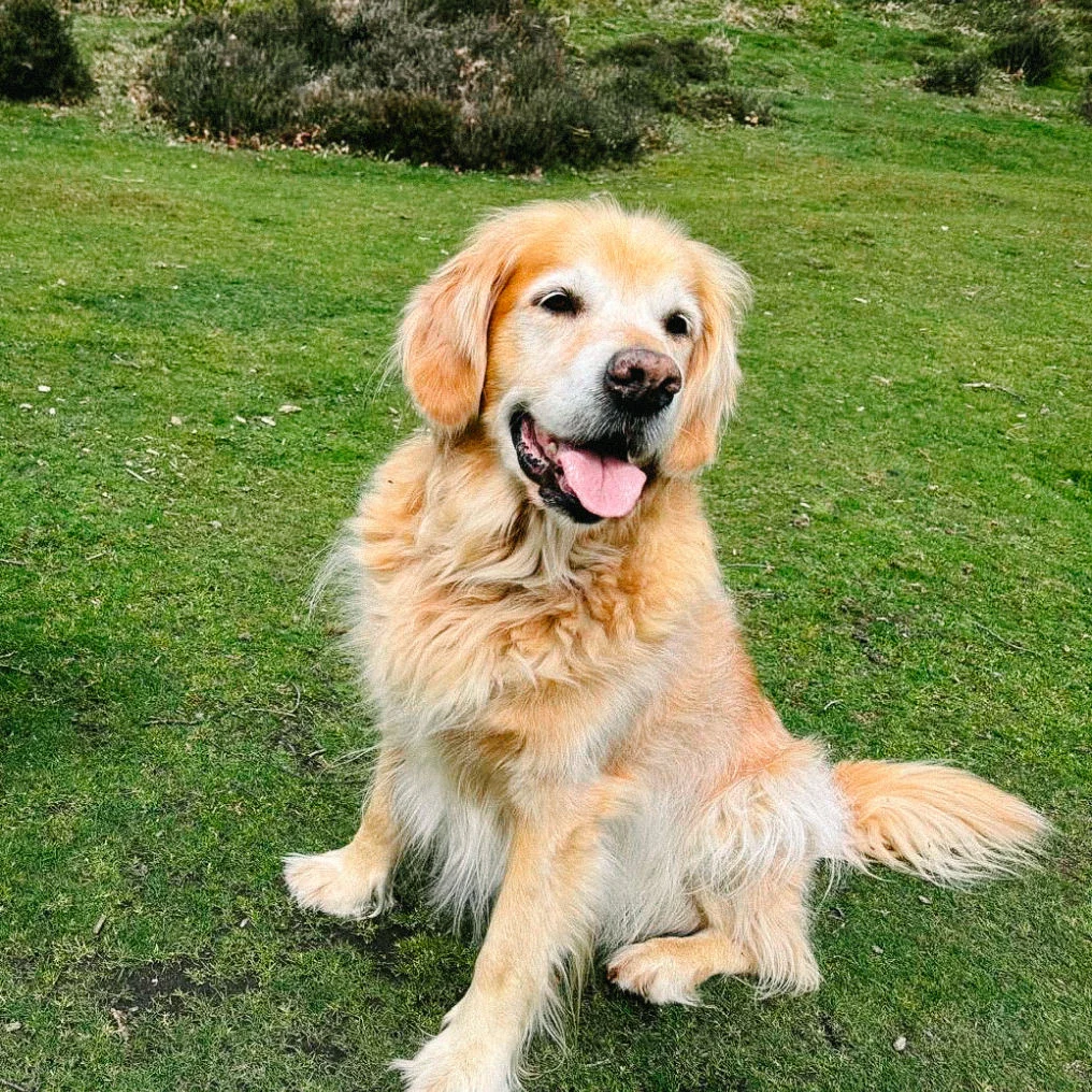 illus-chien-golden-1@2x