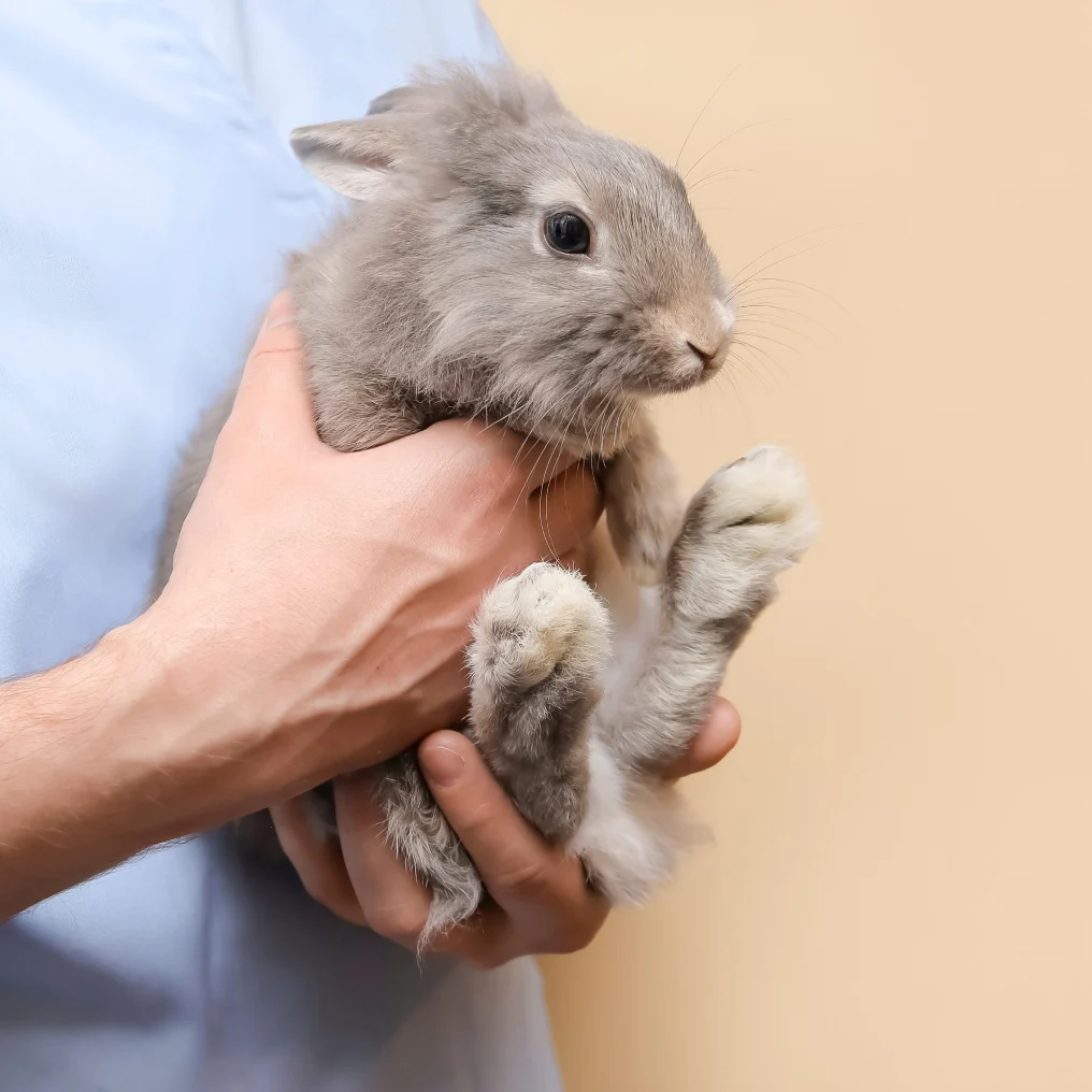 illus-lapin-veto-1@2x